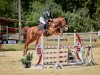 dressage horse Callington 6 (Oldenburg, 2010, from Califax)