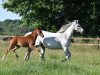 dressage horse Hengst von Top Champion / Top Anthony II (German Riding Pony, 2023, from Top Champion)