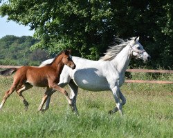 Dressurpferd Hengst von Top Champion / Top Anthony II (Deutsches Reitpony, 2023, von Top Champion)