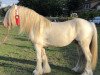horse Unique Gypsy Horses Cream Justin (Tinker / Irish Cob / Gypsy Vanner, 2012, from Cillbarra Golden Vale)