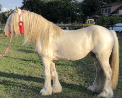 Pferd Unique Gypsy Horses Cream Justin (Tinker / Irish Cob / Gypsy Vanner, 2012, von Cillbarra Golden Vale)