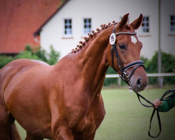 dressage horse Valk of Fame (Westphalian, 2012, from Vitalis)