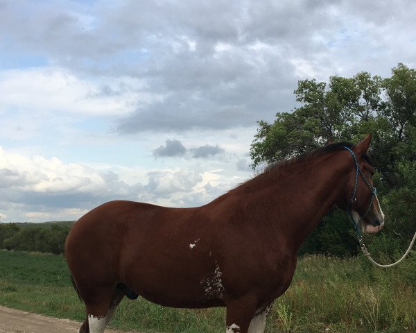 horse Hill Topper Key's Lancelot (Clydesdale, 2014, from Willow Way Keystone)