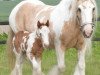 Zuchtstute Splasy Liva Vine (Tinker / Irish Cob / Gypsy Vanner,  )