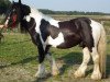 stallion Calupy v. Kannenburg (Tinker / Irish Cob / Gypsy Vanner, 2008, from Cahal)
