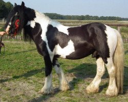 Deckhengst Calupy v. Kannenburg (Tinker / Irish Cob / Gypsy Vanner, 2008, von Cahal)