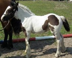 Pferd Alma (Tinker / Irish Cob / Gypsy Vanner, 2015, von Calupy v. Kannenburg)