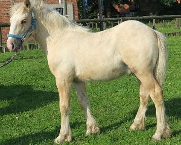 horse Paul (Tinker / Irish Cob / Gypsy Vanner, 2017, from Unique Gypsy Horses Cream Justin)