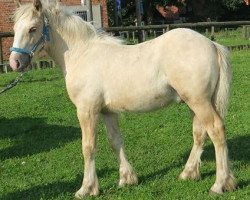 horse Paul (Tinker / Irish Cob / Gypsy Vanner, 2017, from Unique Gypsy Horses Cream Justin)