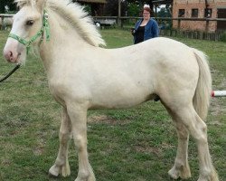 horse Primus (Tinker / Irish Cob / Gypsy Vanner, 2019, from Unique Gypsy Horses Cream Justin)