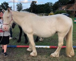 broodmare Kanii (Tinker / Irish Cob / Gypsy Vanner, 2016, from Unique Gypsy Horses Cream Justin)