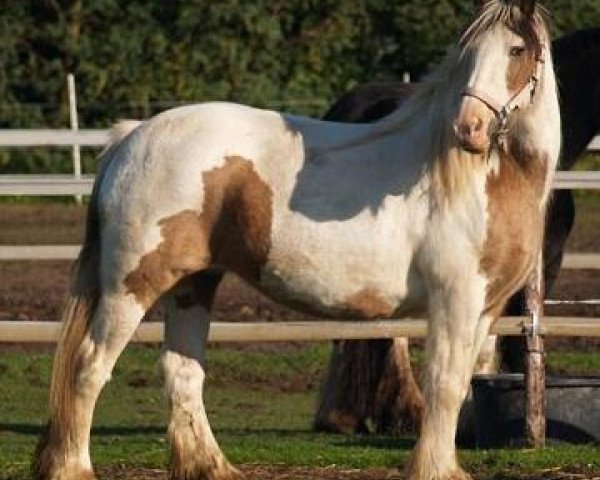 Zuchtstute Gentle Soverign2 (Tinker / Irish Cob / Gypsy Vanner, 2002)