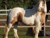 broodmare Gentle Soverign2 (Tinker / Irish Cob / Gypsy Vanner, 2002)