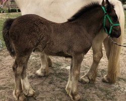 horse Black Star (Tinker / Irish Cob / Gypsy Vanner, 2022, from Calupy v. Kannenburg)