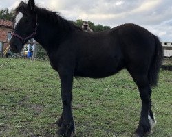 Pferd Harmony (Tinker / Irish Cob / Gypsy Vanner, 2020, von Calupy v. Kannenburg)