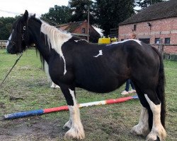 Zuchtstute Mia (Tinker / Irish Cob / Gypsy Vanner, 2016, von Unique Gypsy Horses Cream Justin)