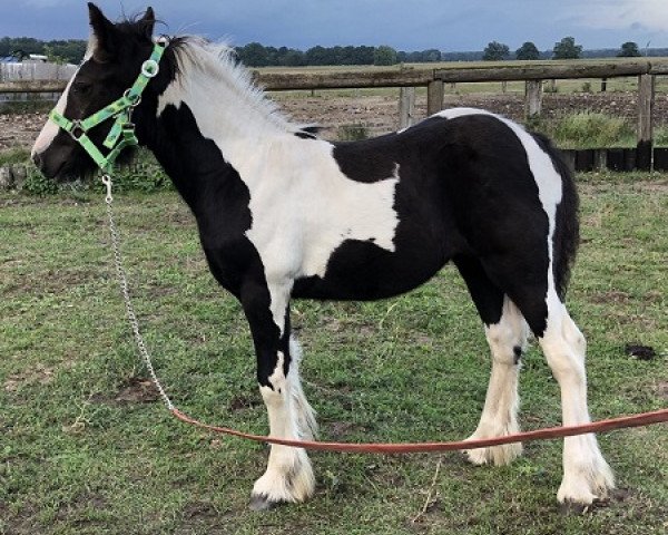 Pferd Jessy (Tinker / Irish Cob / Gypsy Vanner, 2020, von Calupy v. Kannenburg)