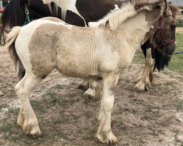 Pferd Scanika (Tinker / Irish Cob / Gypsy Vanner, 2022, von Silver)