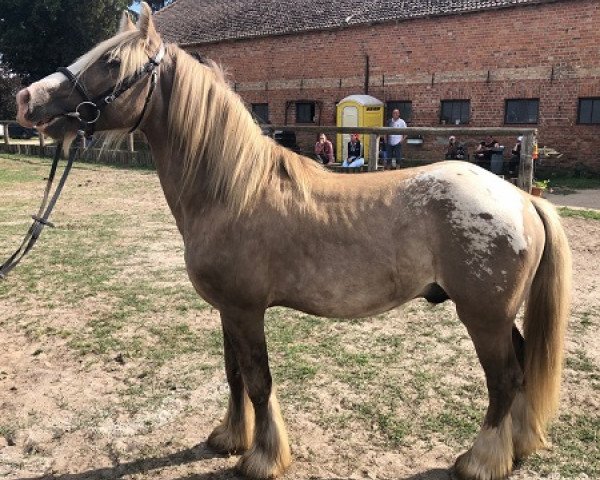 Pferd Silver (Tinker / Irish Cob / Gypsy Vanner, 2018)