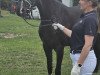 dressage horse Elsa (Oldenburg, 2020, from La Vie)