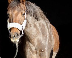 dressage horse Fiona 451 (German Riding Pony, 2003, from Neckar)