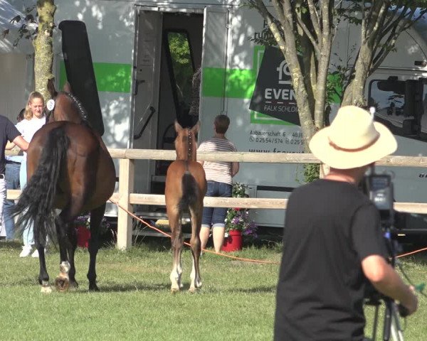 Horse24 Deutsches Fohlenchampionat 2023