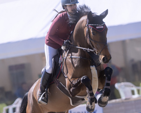 jumper Something Special MG (Zangersheide riding horse, 2018, from Scotch On Ice Z)