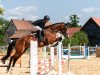 jumper Pyrrha 4 (German Sport Horse, 2017, from Cassoulet)