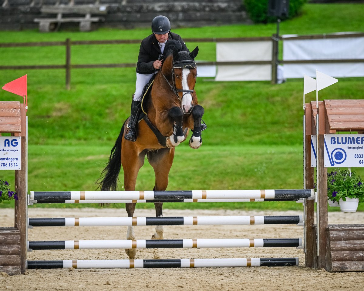 jumper Arkotendro Zsh CH (Swiss Warmblood, 2019, from Arko Junior Pms)