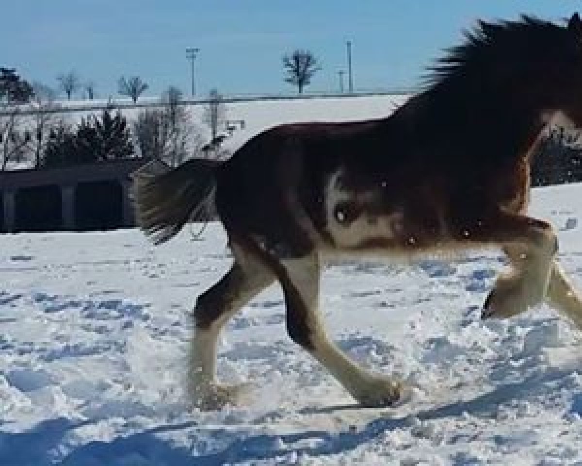 horse Hill Topper Lennox's Scamp (Clydesdale, 2014, from Willow Way Lennox)