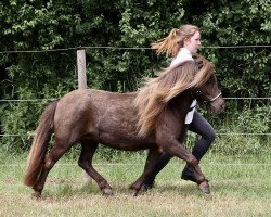 Pferd Usa von Salza (Shetland Pony, 2017, von Wim's Great Son MRH)