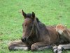 dressage horse Daddy's Prince Df (Westphalian, 2016, from Dantano)