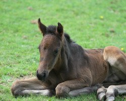 dressage horse Daddy's Prince Df (Westphalian, 2016, from Dantano)