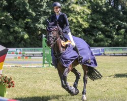 jumper Caramba Caracho 4 (Oldenburg show jumper, 2011, from Cascall)