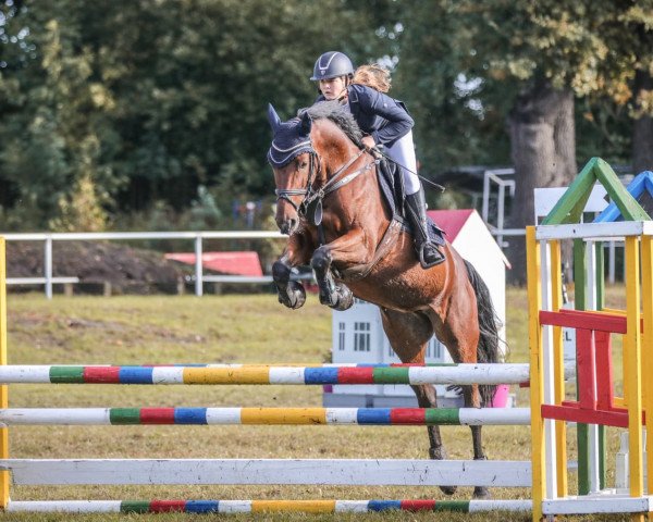 jumper Penelope 385 (German Sport Horse, 2015, from Pasco)