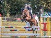 jumper Penelope 385 (German Sport Horse, 2015, from Pasco)