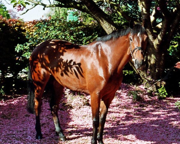 Springpferd Colette 84 (Holsteiner, 1999, von Carpaccio)
