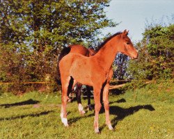 broodmare Caprice (Holsteiner, 1994, from Calando I)