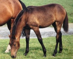 broodmare Eira III (Holsteiner, 1990, from Lantaan)