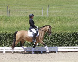 dressage horse Million Dollar Baby (German Riding Pony, 2011, from Schierensees Marillion)