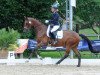 Springpferd Vino 40 (Trakehner, 2019, von High Motion 2)