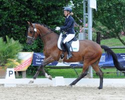 Springpferd Vino 40 (Trakehner, 2019, von High Motion 2)