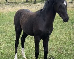 dressage horse Frizzante Bianco di Nera (Württemberger, 2023, from For Romance I)