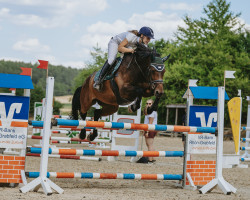 jumper Cassiopeia As (Oldenburg, 2012, from Albfuehren's Coupe de Alb)