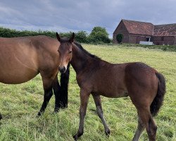 jumper Coeur damour K (Westphalian, 2023, from Capistrano 2)