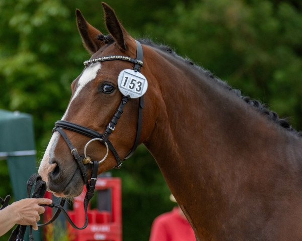 broodmare Kaleni R (German Riding Pony, 2020, from Neverland WE)