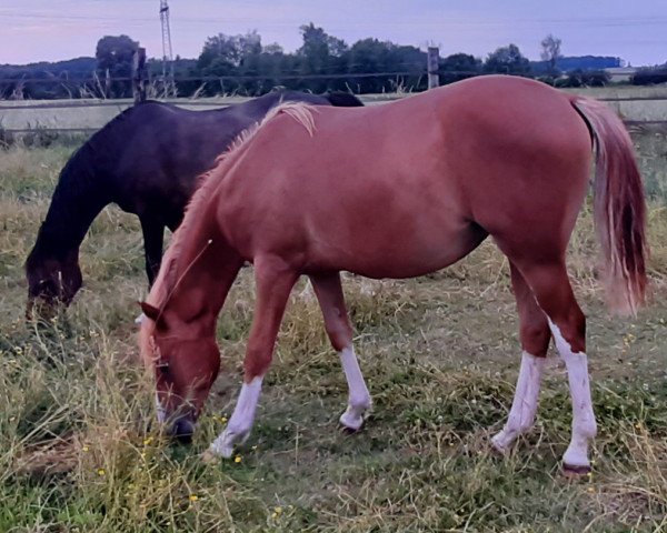 Dressurpferd Georgina TB (Deutsches Reitpony, 2022, von Genesis BL)