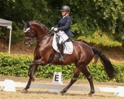 dressage horse Donna Merci (Oldenburg, 2016, from Dante Weltino Old)