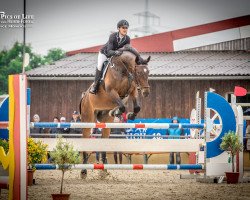 jumper Celebration 47 (German Sport Horse, 2007, from Chello II)