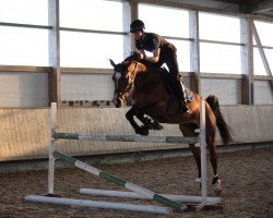 jumper Beckie Star (Oldenburg show jumper, 2018, from Balou Star)